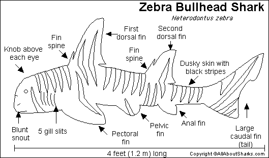 Search result: 'Zebra Bullhead Shark Printout'