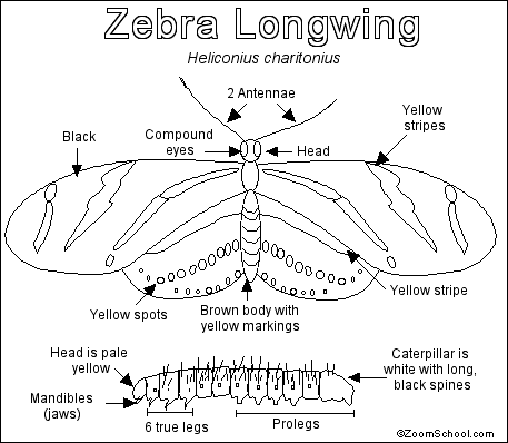 Search result: 'Zebra Longwing Butterfly Printout'