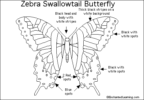 Zebra Swallowtail Printout