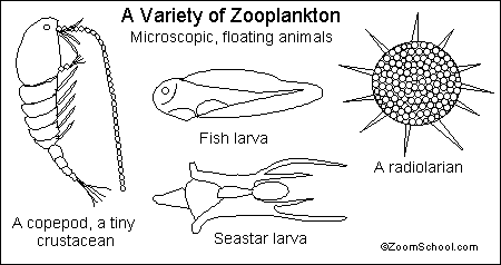Zooplankton- Enchanted Learning Software